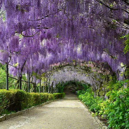 Casina Magnoli - Happy *